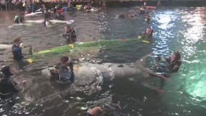 All Hands Update: 2013 International Sub Races