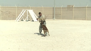 Military Working Dogs