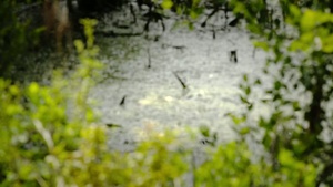 When In Doubt, Stay Out!  Protect your pooch from harmful algal blooms. (15 sec PSA)