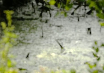 When In Doubt, Stay Out!  Protect your pooch from harmful algal blooms. (15 sec PSA)