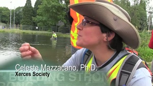 Volunteers Move Mussels Ahead of Restoration