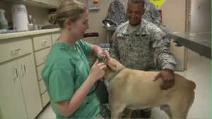 Military Working Dogs Get Physical