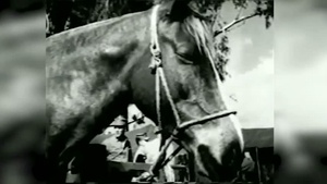 Sgt. Reckless: A Horse of a Different Breed