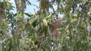 Environmental Monitoring for Shoalwater Bay