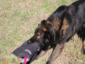 Airmen, Military Working Dogs Keeps Troops Safe at Talisman Saber 2013