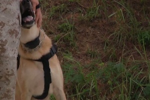 Military Dog Teams