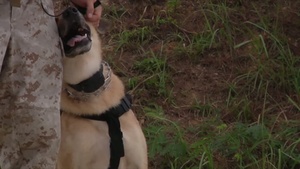 Military Dog Teams