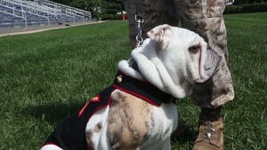 Pfc. Chesty XIV at Marine Barracks Washington, D.C. Part 1 of 2