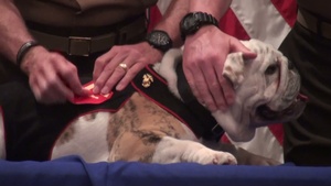 Marine Corps Mascot Relief and Appointment Ceremony B-Roll