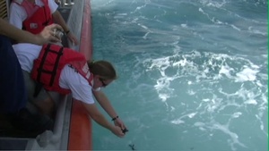 Sea turtle release