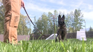 JBER Military Working Dogs B-Roll Package