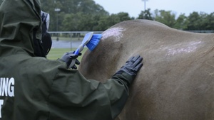 Chemical Biological Incident Response Force Marines Decontaminate Horses