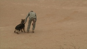 16th MPAD Soldier Trains Dogs, Feature