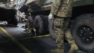 22nd MEU LE Marines Train Bomb Sniffing Dog Aboard USS Bataan