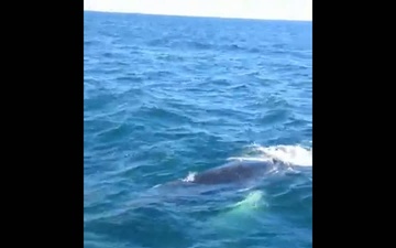 Entangled Whale off Manasquan Inlet, N.J.