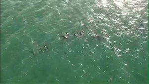 Pilot Whales