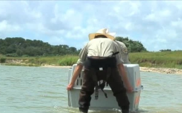 Pelican Release b-roll