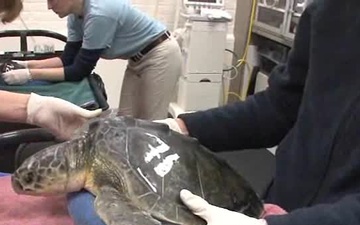 Coast Guard gives endangered sea turtles lift home