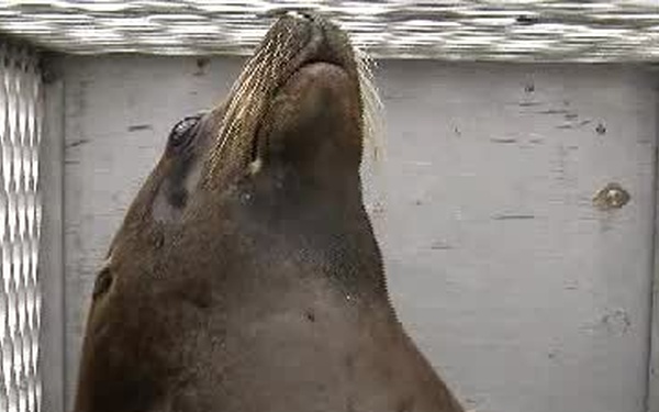 120824-G-JY570-sea-lion-release