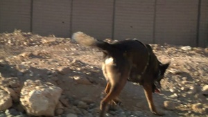 SPC Stanley Shaw - Tactical Explosive Detection Dog Handler