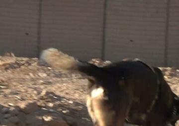 SPC Stanley Shaw - Tactical Explosive Detection Dog Handler