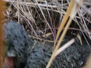 Marines Teach Scout Sniper Skills to JGSDF