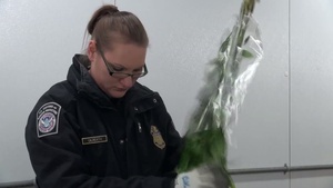 CBP Agriculture Specialists Inspect Imported Flowers