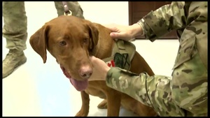 Dog Relieves Stress Downrange