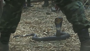 U.S. Soldiers Participate in Jungle Survival Training