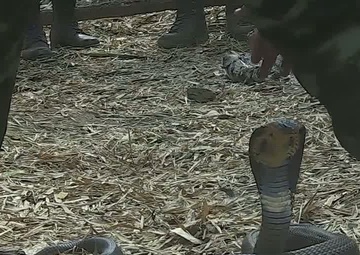 U.S. Soldiers Participate in Jungle Survival Training