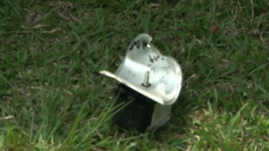 U.S. and Royal Thai Marines Conduct a Post-Explosion Investigation