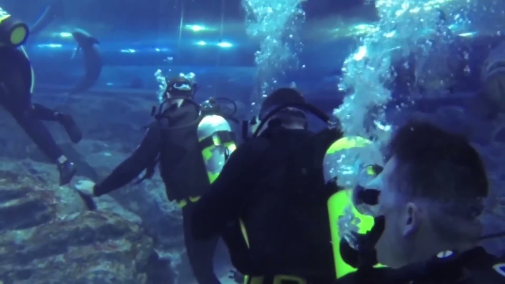 DVIDS Video Air Force Report Shark Tank Dive