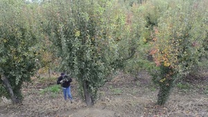 Levee Safety in California’s Central Valley: Levee Vegetation