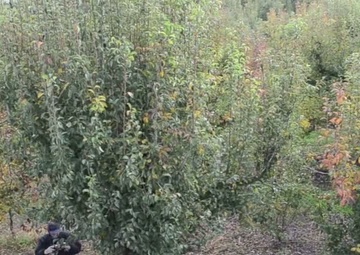 Levee Safety in California’s Central Valley: Levee Vegetation