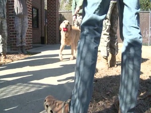 Military Working Dog Adoption