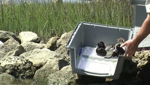 First rehabilitated birds released after oil spill