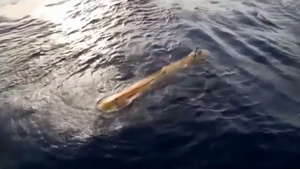 Searchers Review Data from Robotic Sub