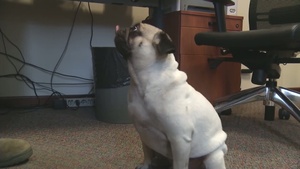 Pug Life