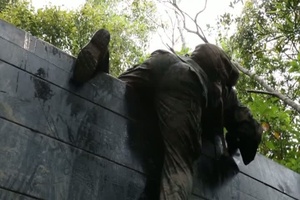 Marines Conquer Harshest Jungle Environment in the Department of Defense