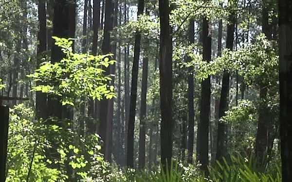 PTAE Trains to Standard