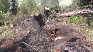 JBER Wildfire