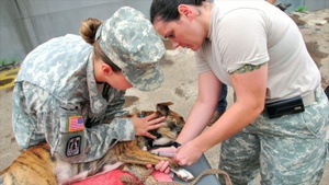 Army Veterinary Corps Anniversary