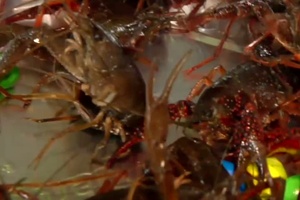 Soldiers Update: Fort Hood Fear Factor