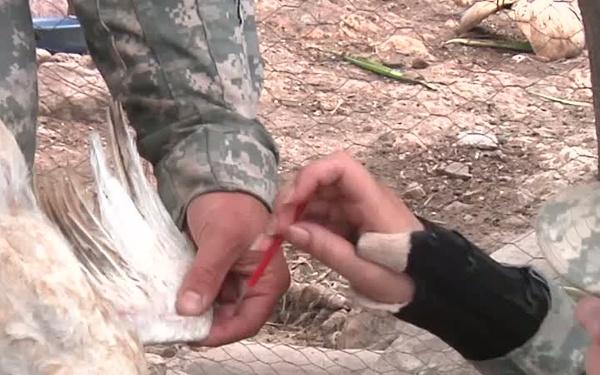 Army Veterinarians Treat Animals in Chiquimula