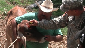 Army Veterinarians Treat Animals in Chiquimula