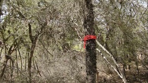 Guantanamo's Environmental History