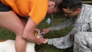 VOSOT: Military Veterinary Providers Serve Southern U.S. Communities