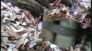 A Walk in the Woods