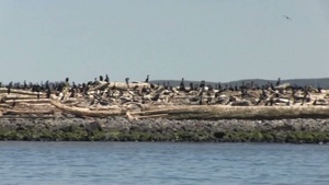 Double-crested cormorants on East Sand Island