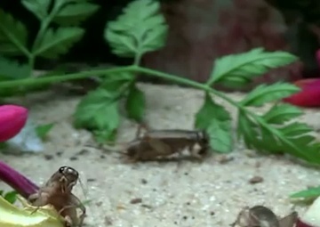 &quot;Team America&quot; Takes on Cricket Tournament